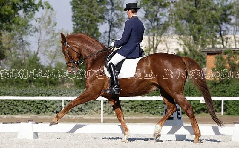 3377体育官网入口网页版